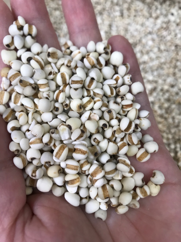 福建一级农产品薏米500g