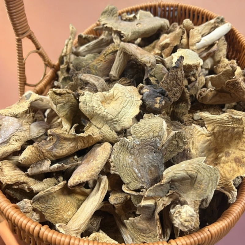 大自然馈赠食用梨菇蘑菇菌菇