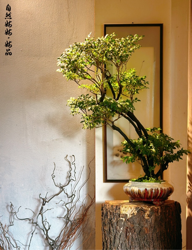 自然姑姑手艺盆景黑古茶