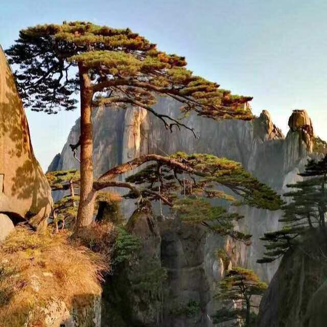 黑松油松庭院造型松