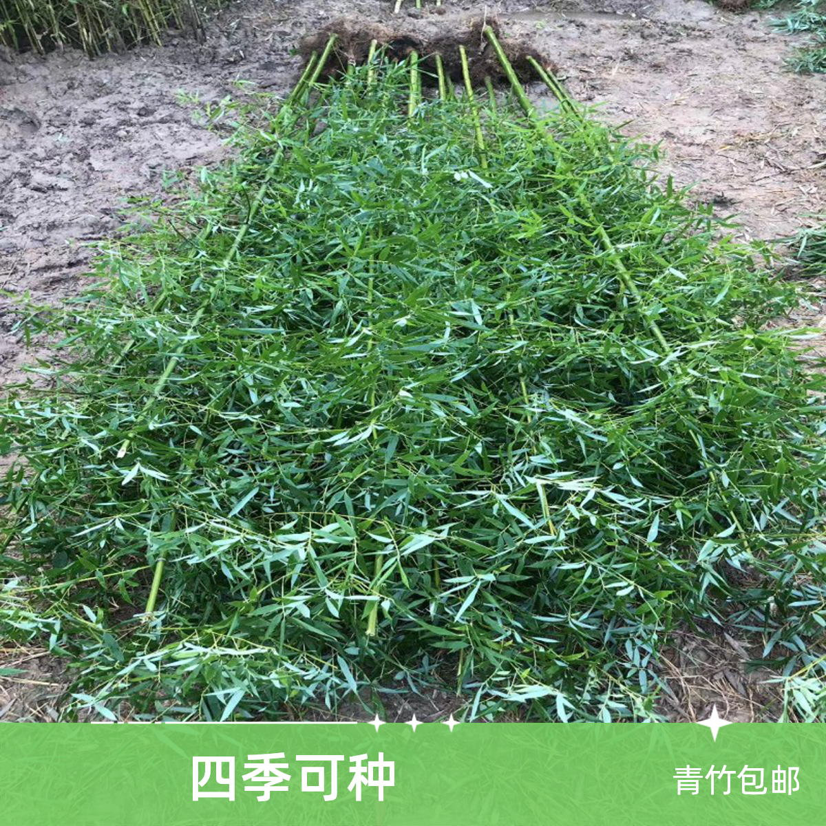  青竹 耐寒耐旱  四季长青 庭院绿化 绿篱  隔断 造景           