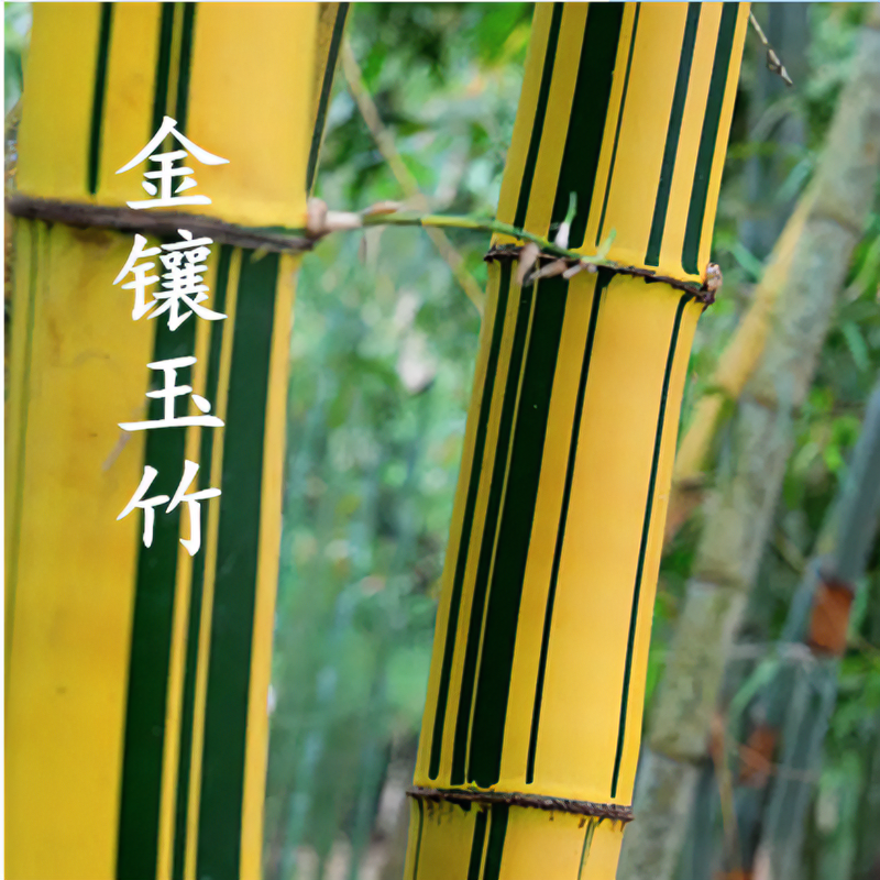 室内盆栽绿化庭院竹子苗绿植绿植盆栽紫竹毛竹苗罗汉竹苗