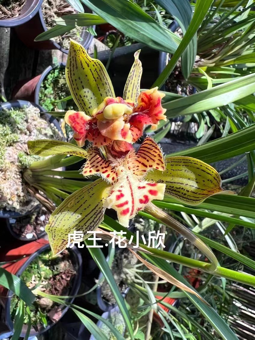 云南精品原生虎头兰