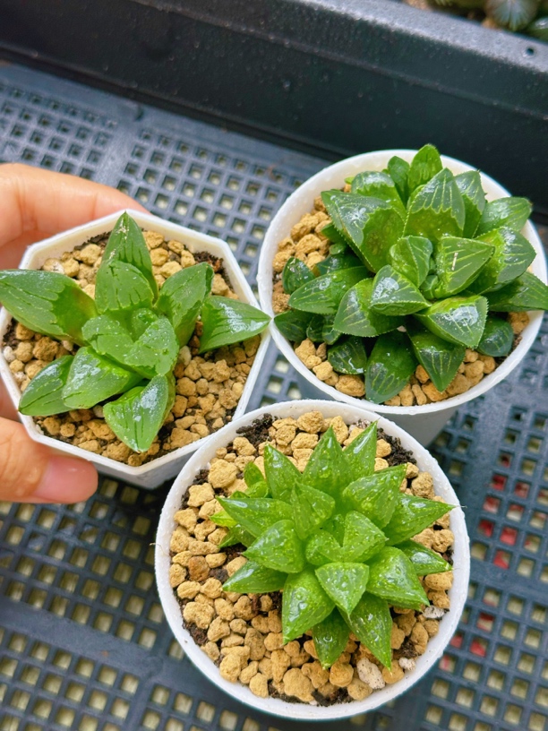 【寿类组合】冰城寿➕水晶寿➕姬寿 带原盆原土发货 满16包邮