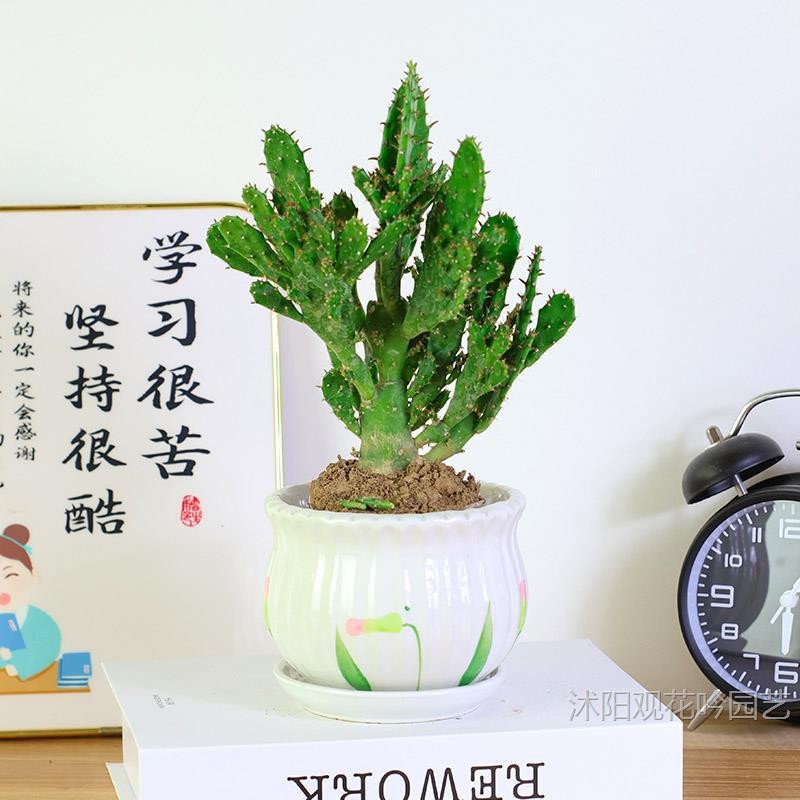 多肉老桩千手观音盆栽植物室内阳台绿植花卉防辐射仙人掌类