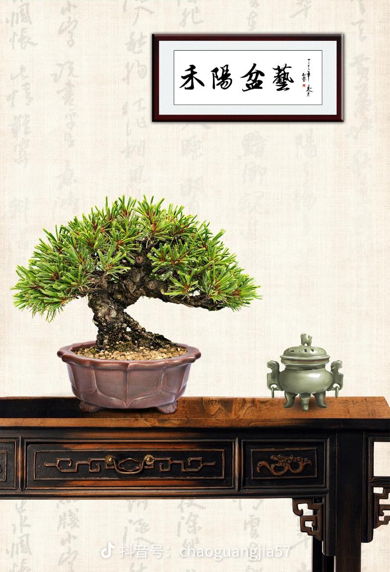盆景素材图片仅供参考