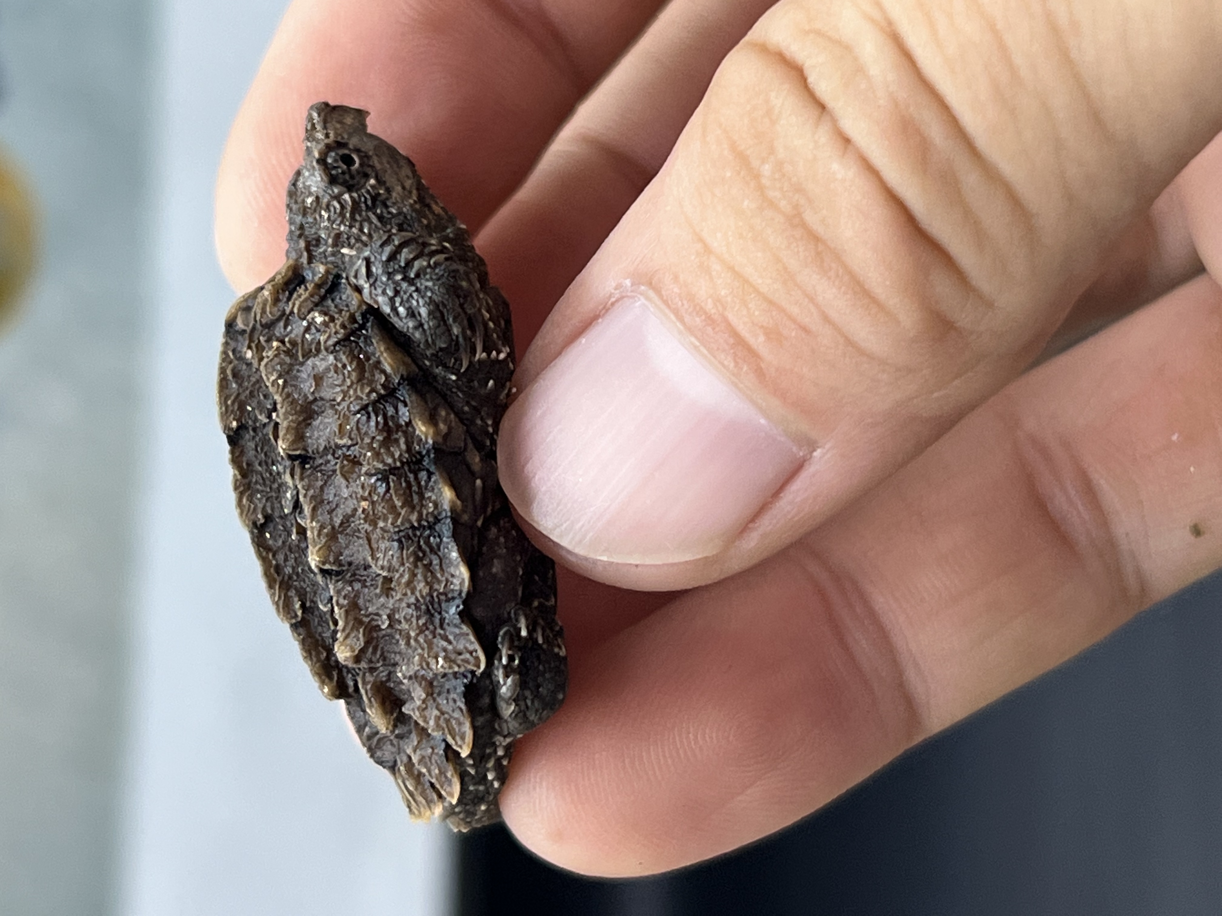 混血兽，大佛杂1.0，浅色系大佛杂