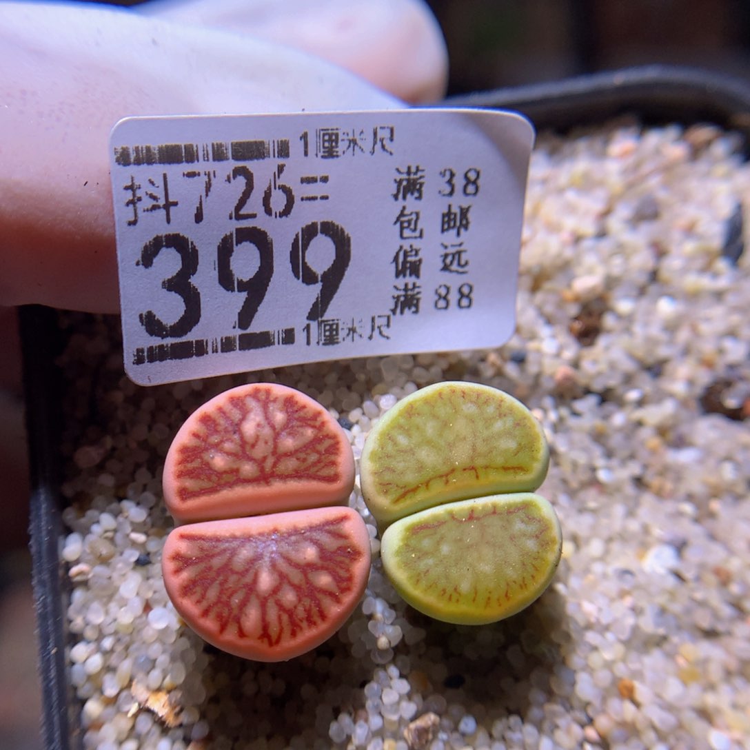 精品生石花726.399