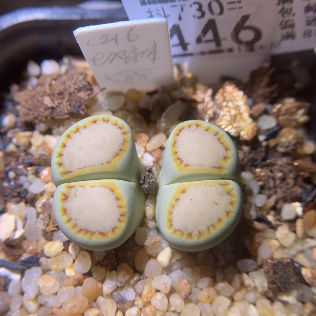 精品生石花730.446