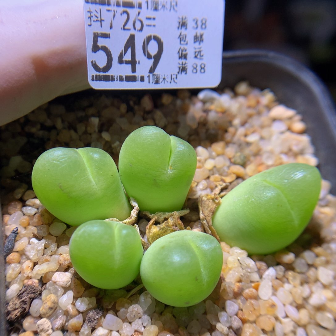 精品生石花726.549