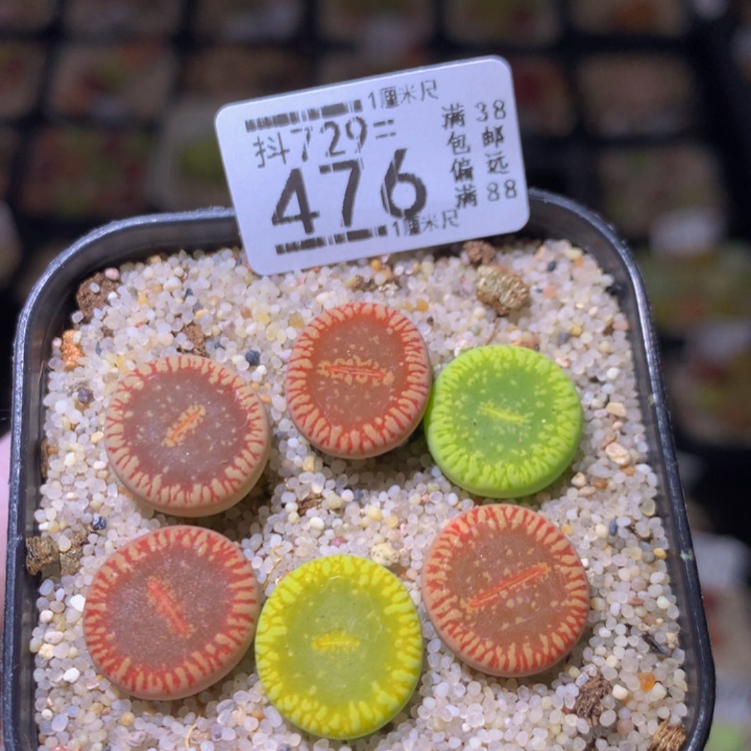 精品生石花729.476