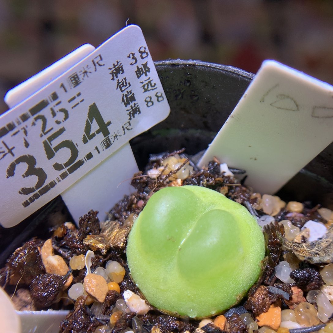 精品生石花725.354