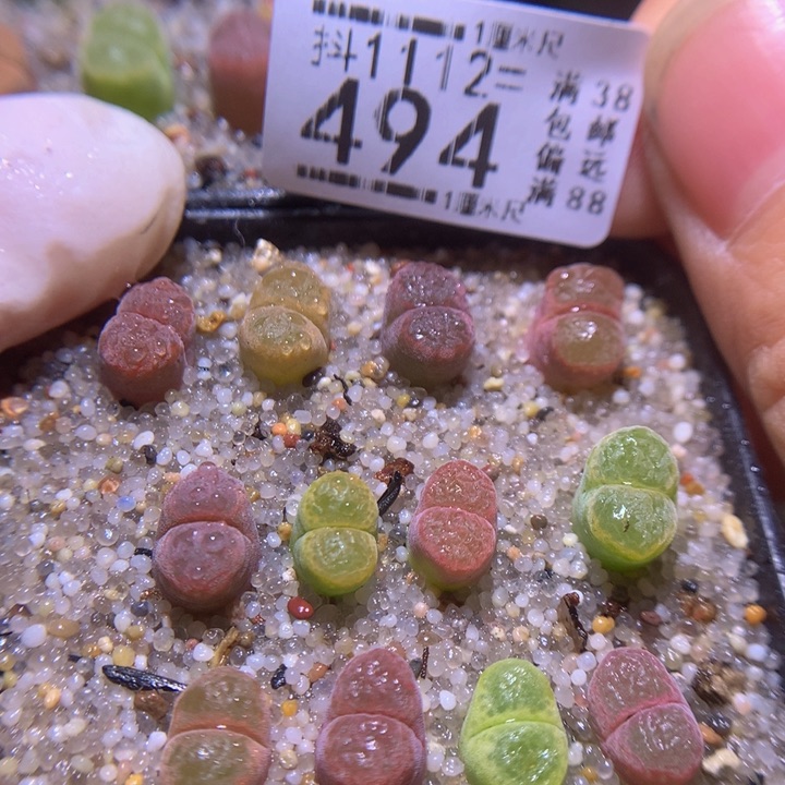 精品生石花1112.494