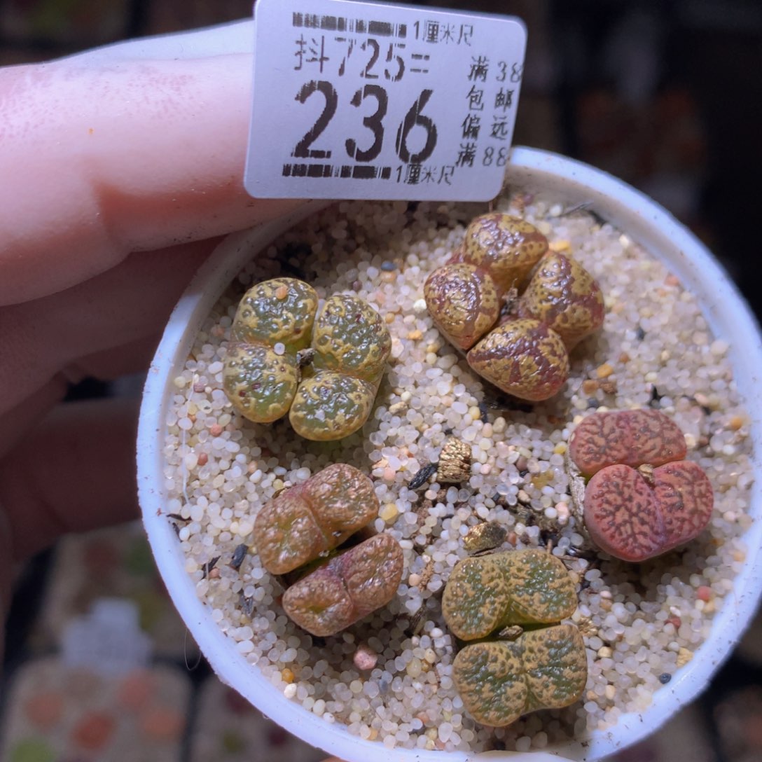 精品生石花725.236