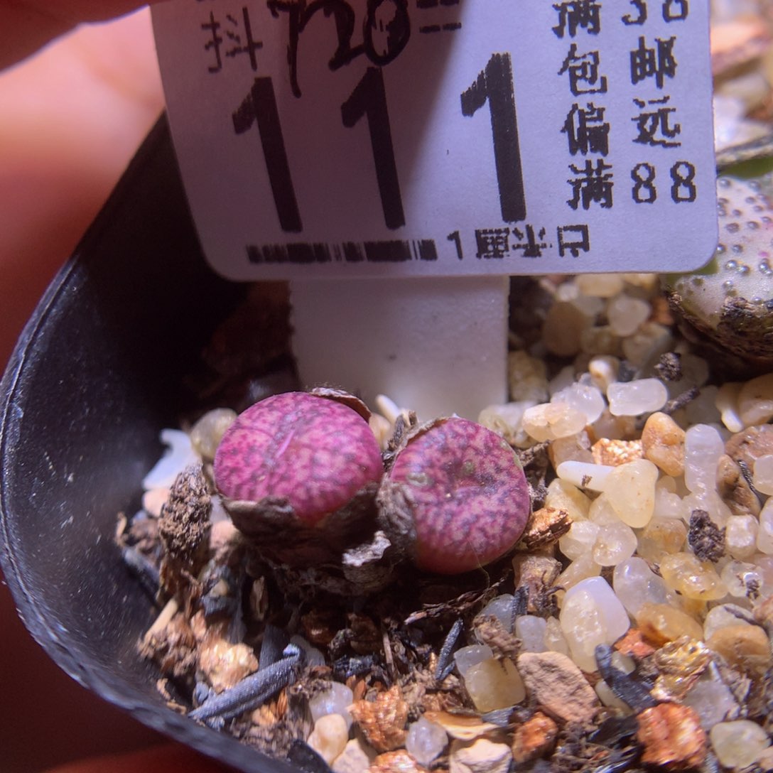 精品生石花720.111