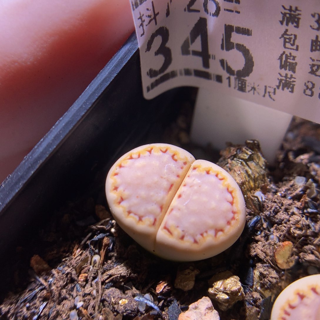 精品生石花726.345