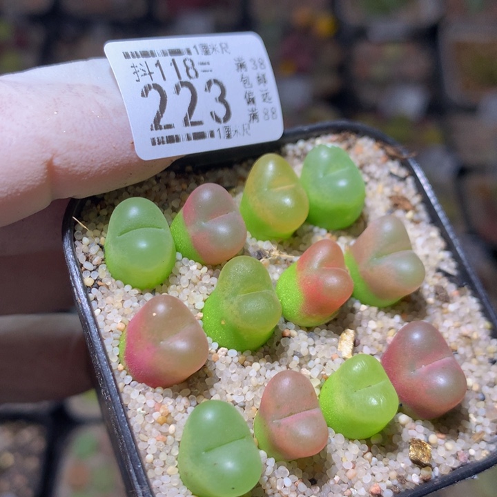 精品生石花118.223