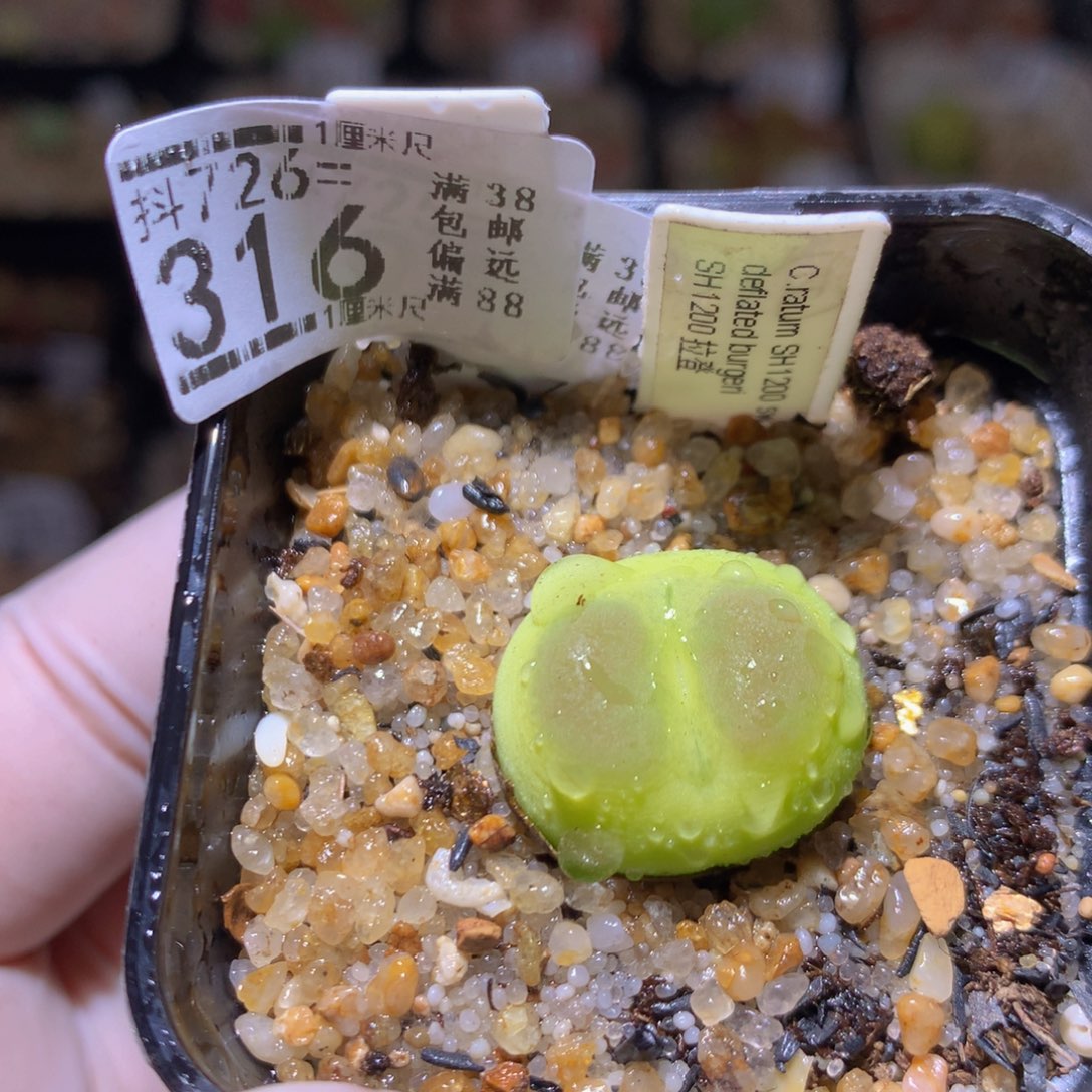 精品生石花726.316