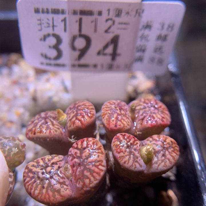 精品生石花1112.394