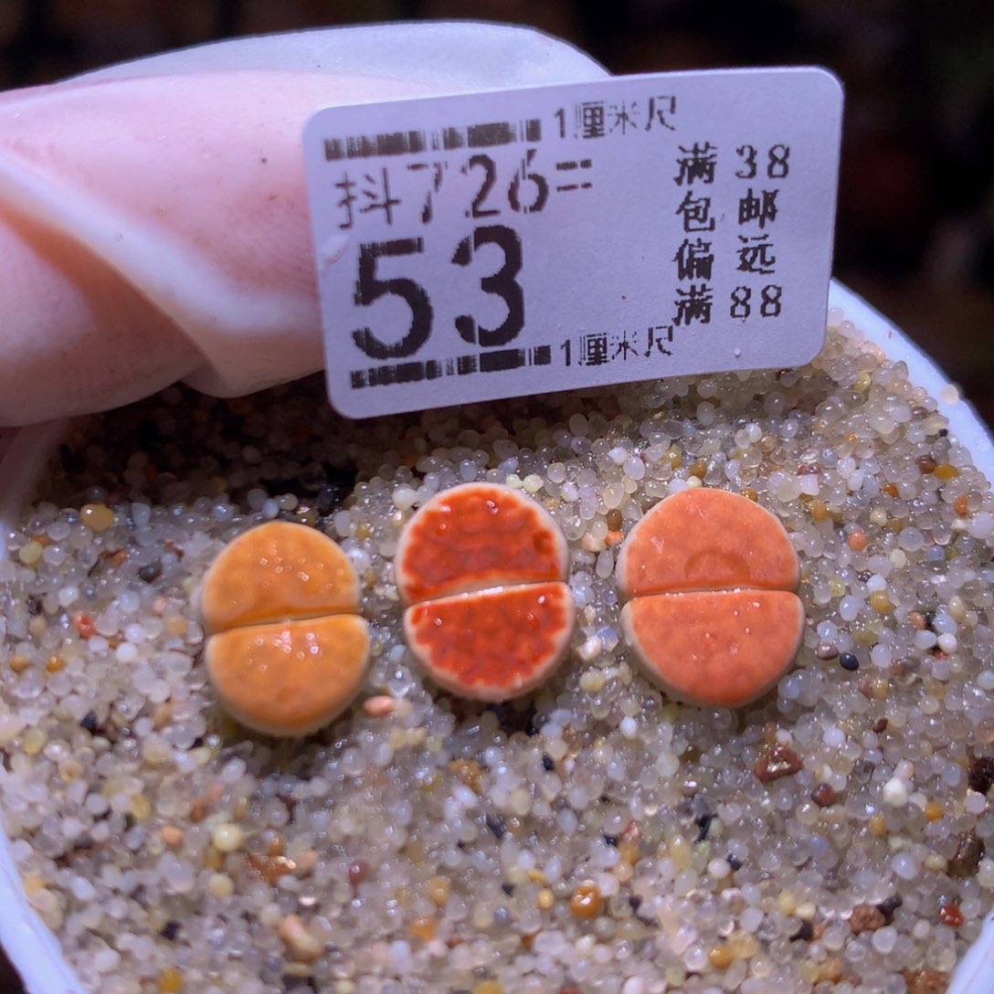 精品生石花726.53