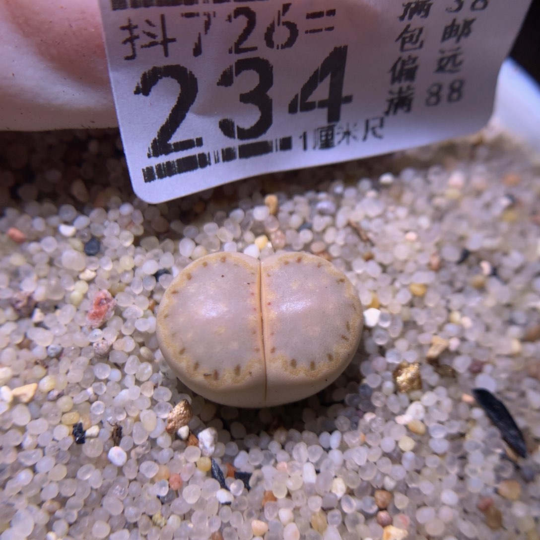 精品生石花726.234