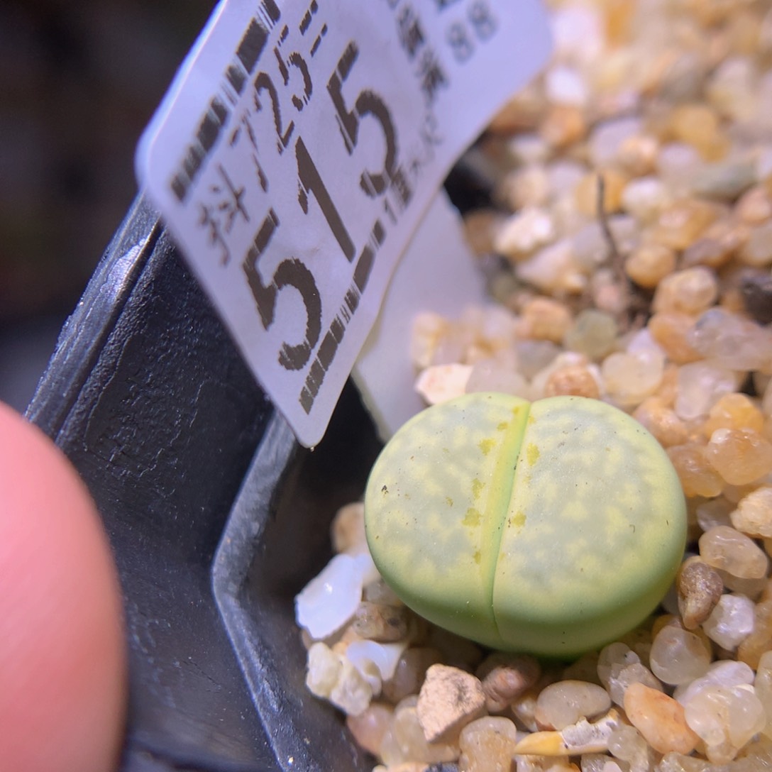 精品生石花725.515