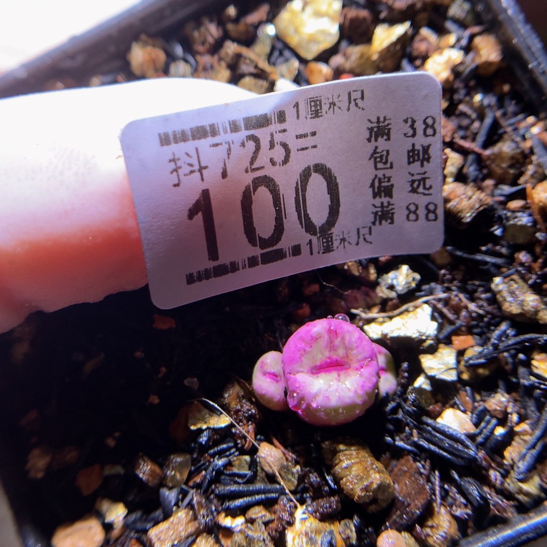 精品生石花725.100