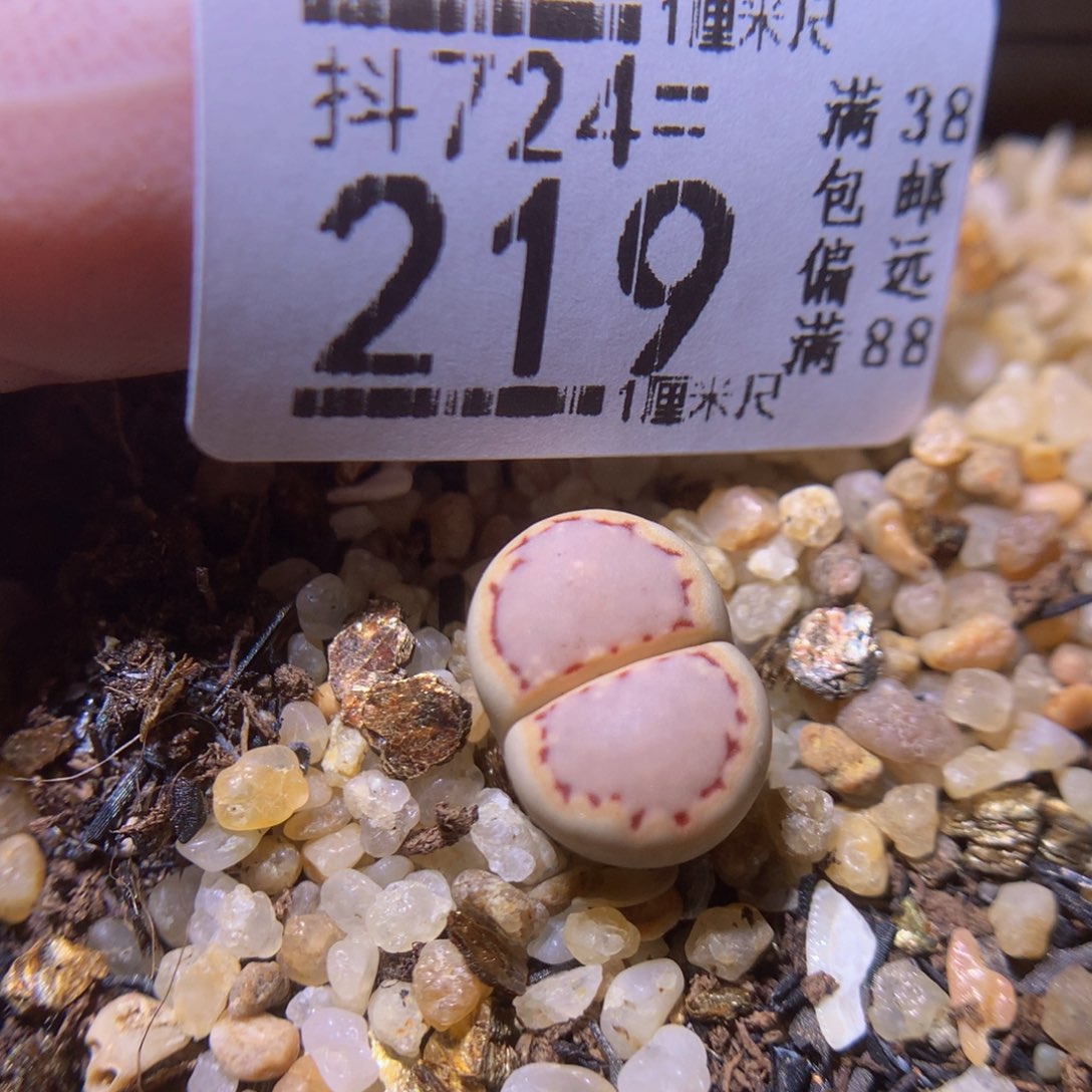 精品生石花724.219