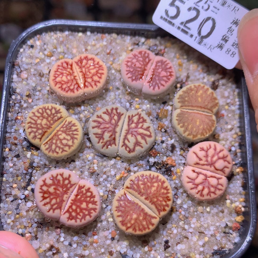 精品生石花725.520