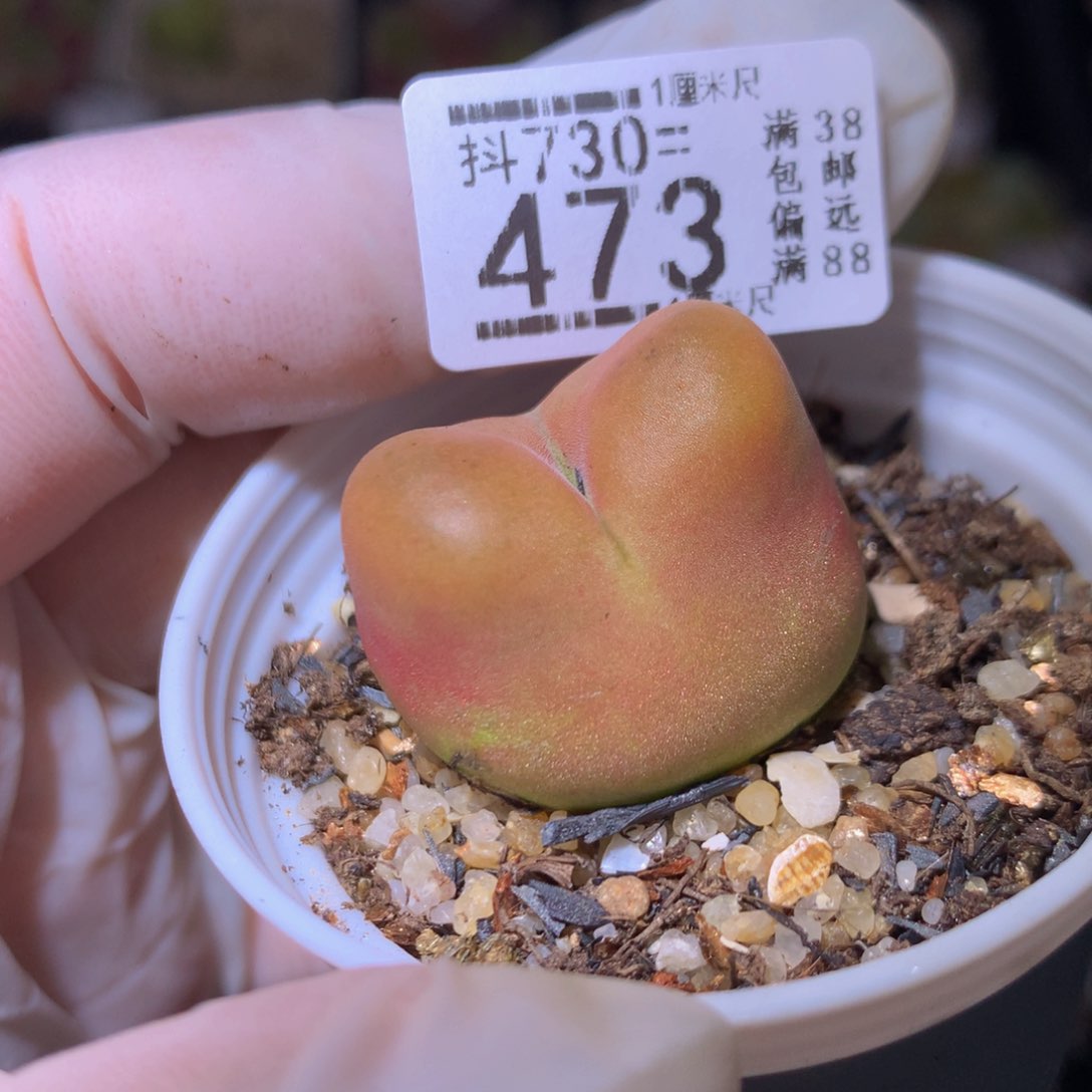 精品生石花730.473
