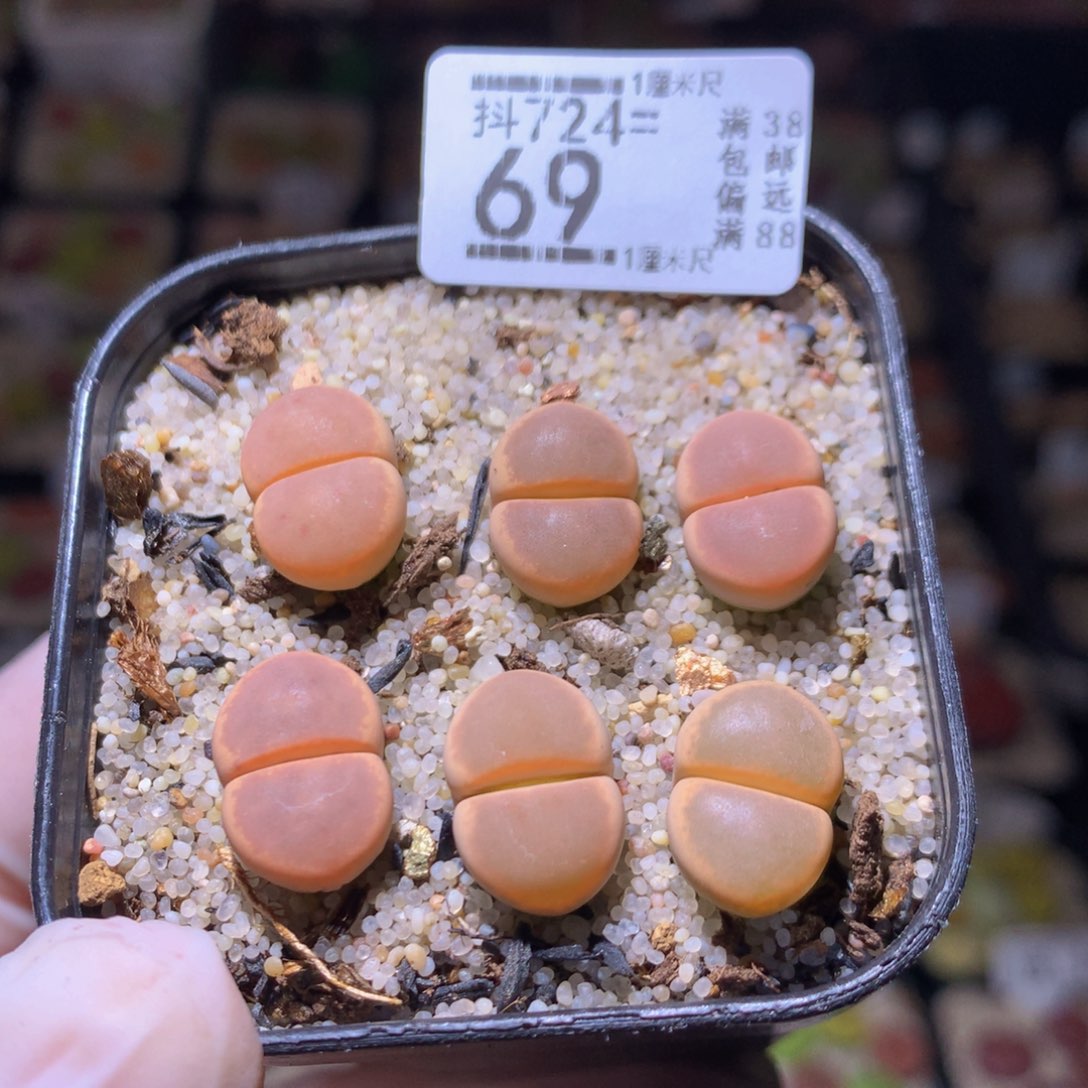 精品生石花724.69