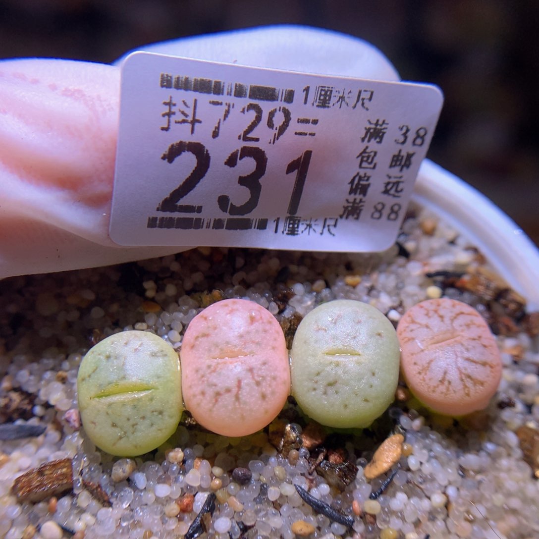 精品生石花729.231