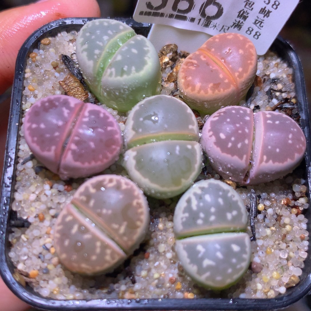 精品生石花725.386