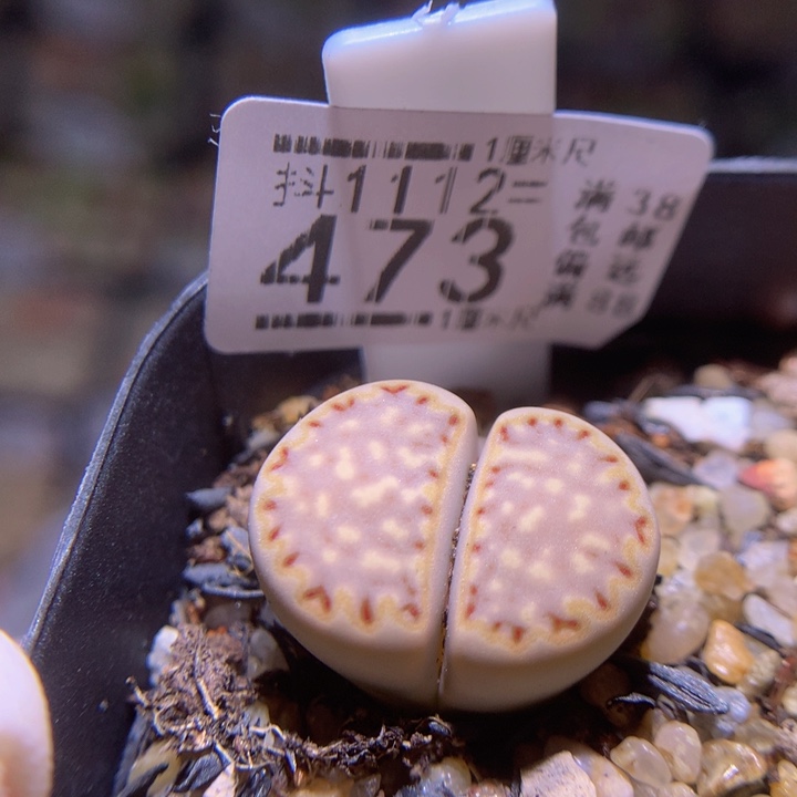 精品生石花1112.473