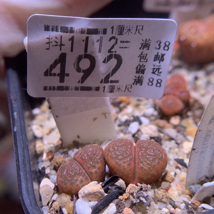 精品生石花1112.492