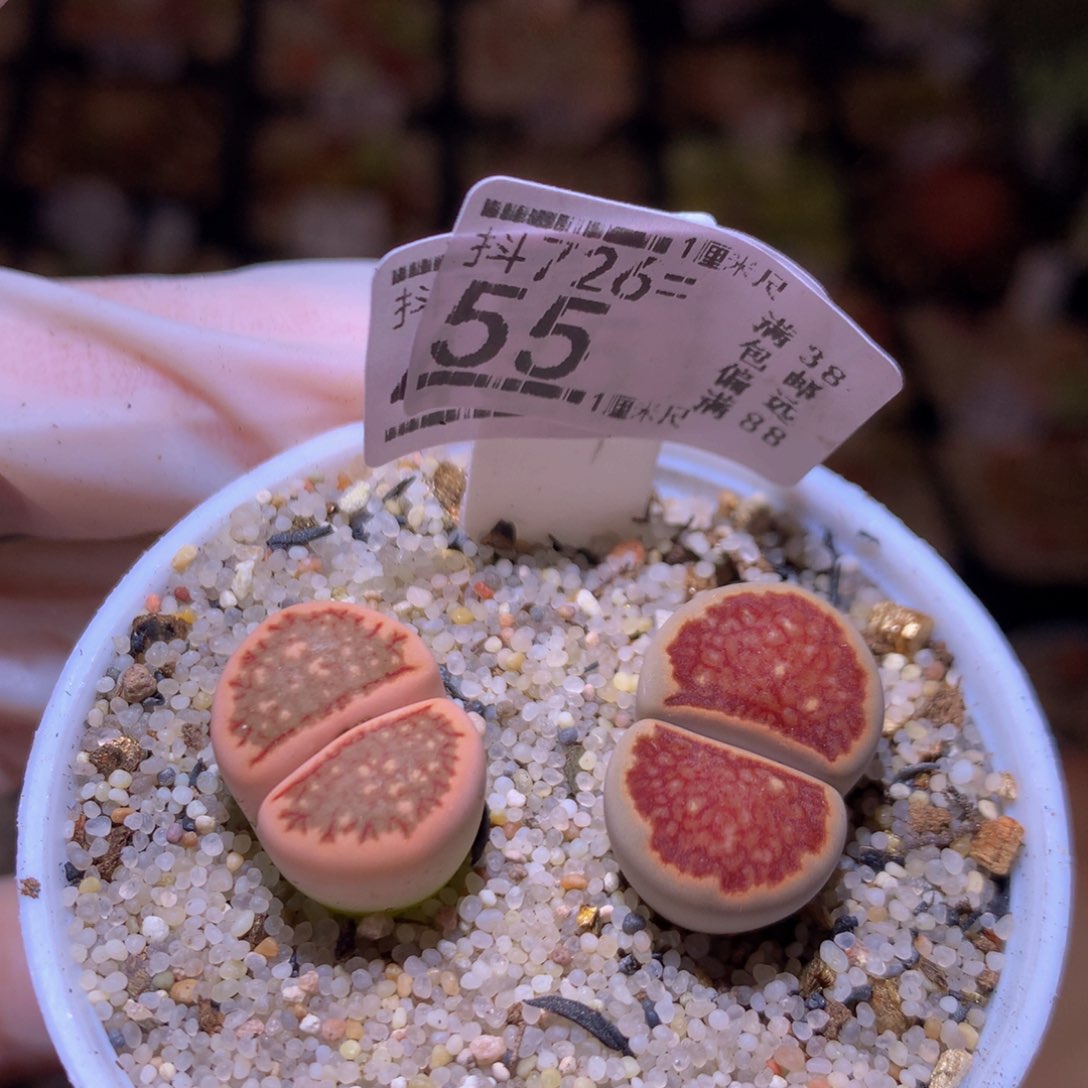 精品生石花726.55多