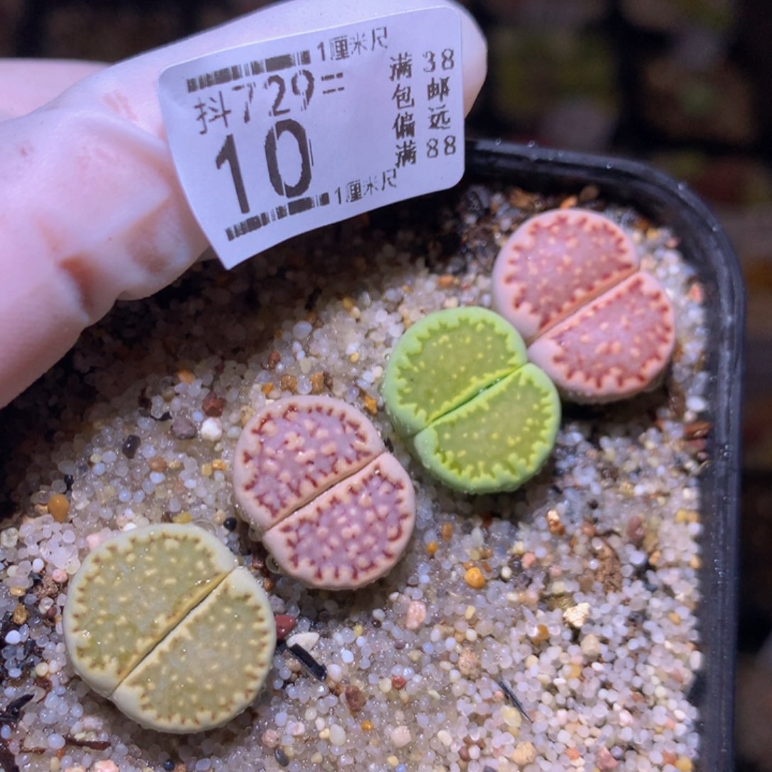 精品生石花729.10