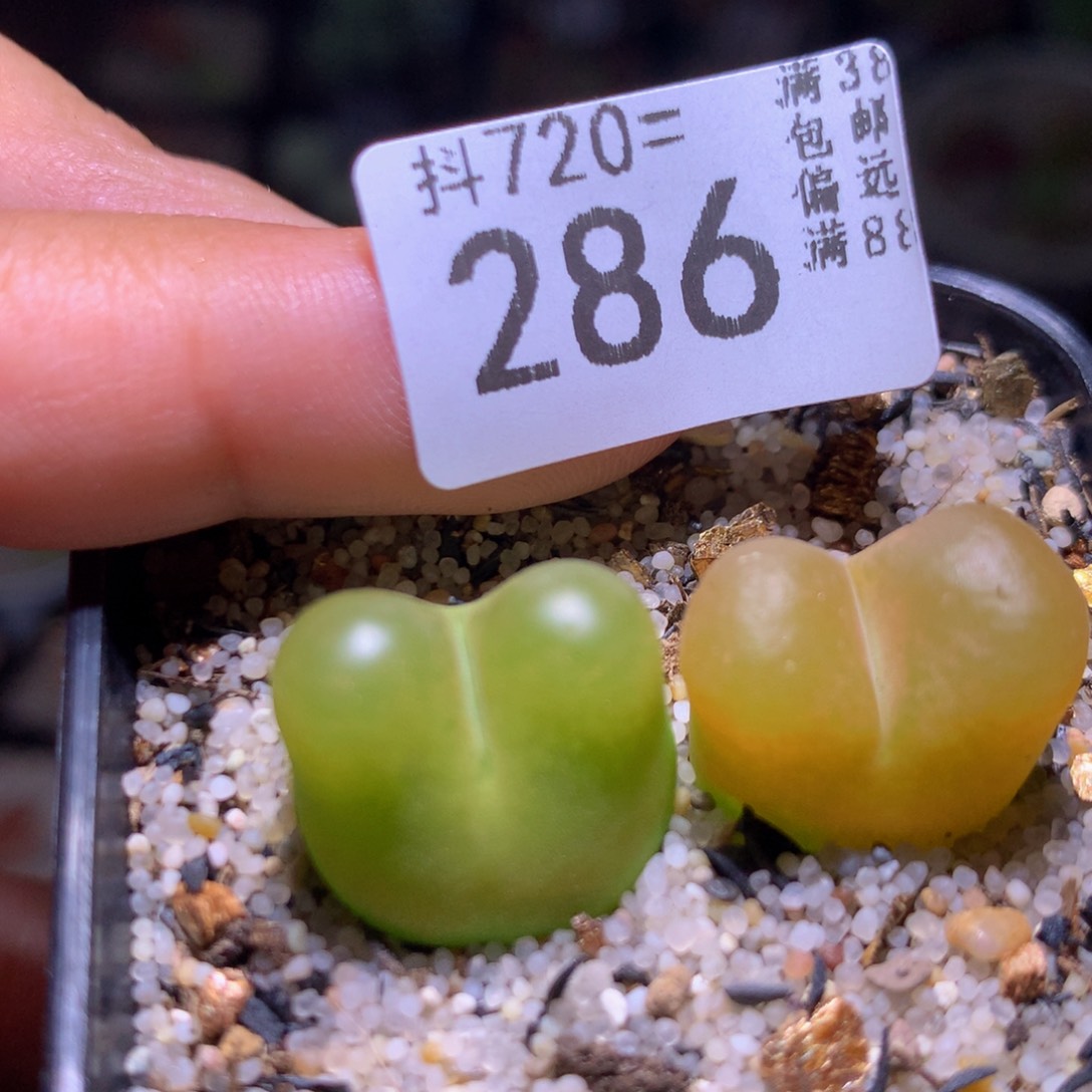 精品生石花720.286