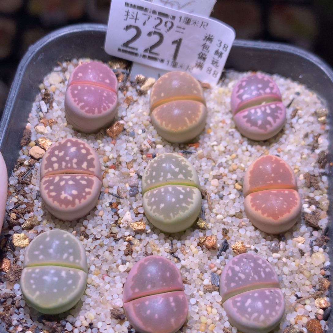 精品生石花多肉729.221