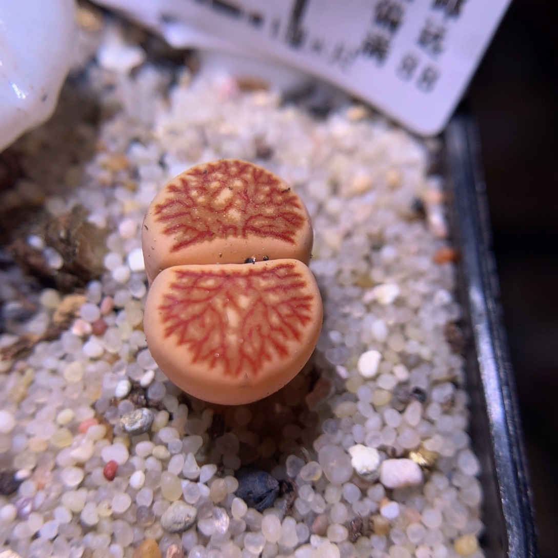 精品生石花726.191