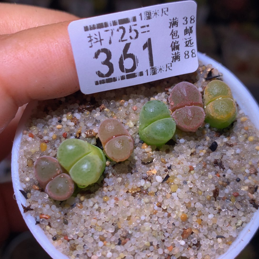 精品生石花725.361