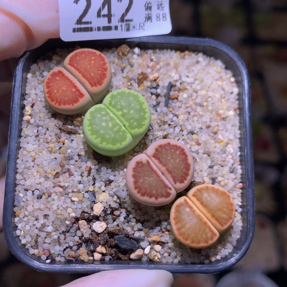 精品生石花730.242