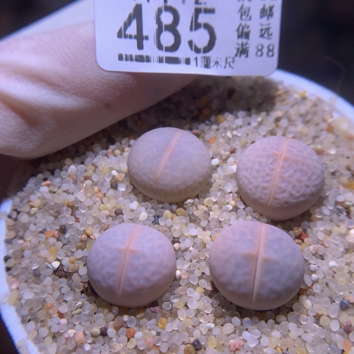 精品生石花1112.485