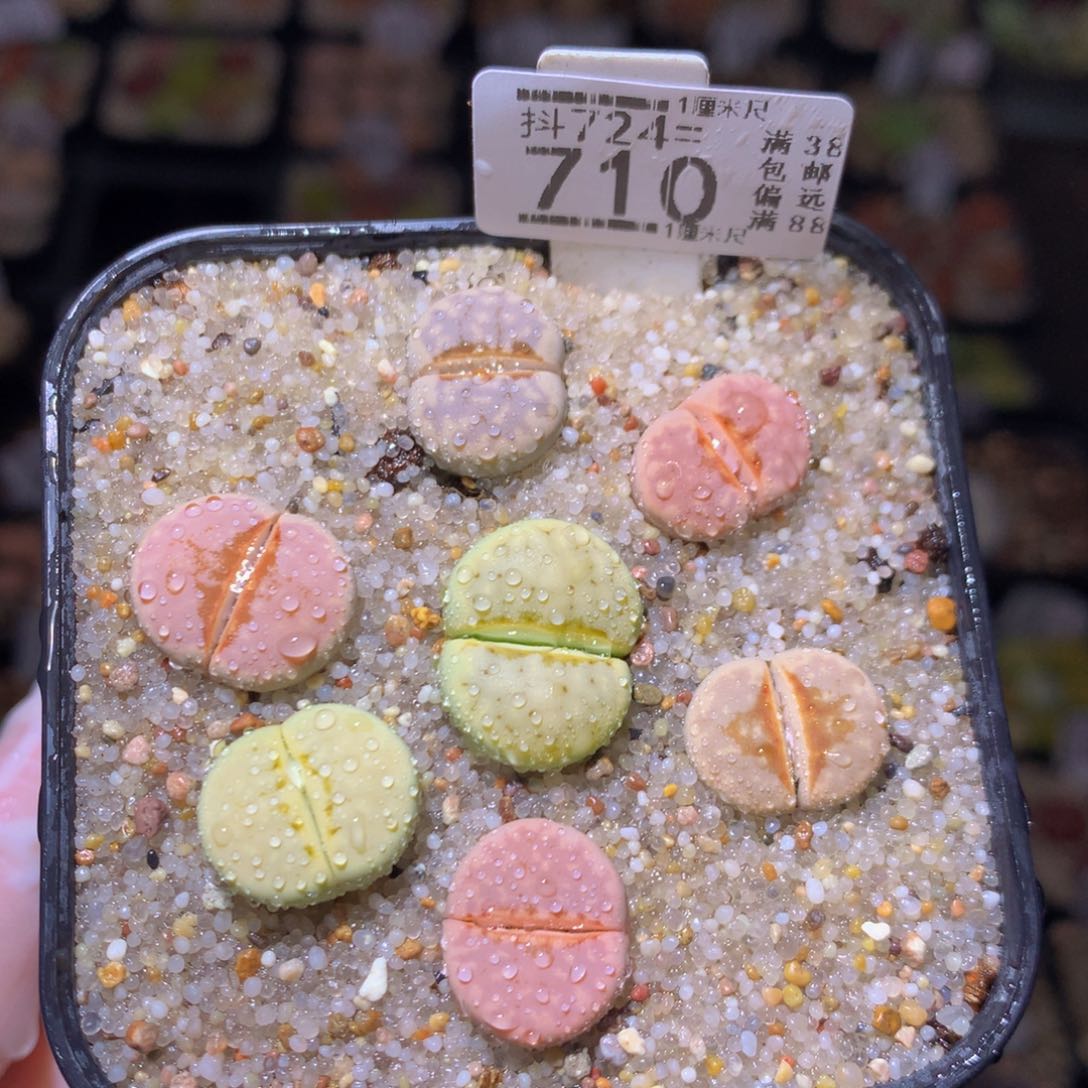 绝绝子生石花724.710