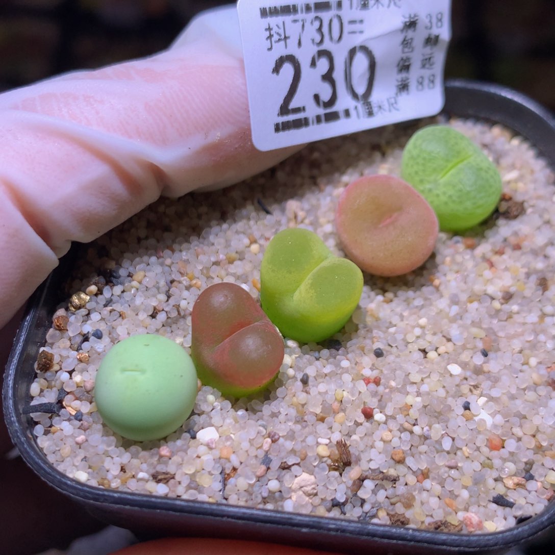 精品生石花730.230