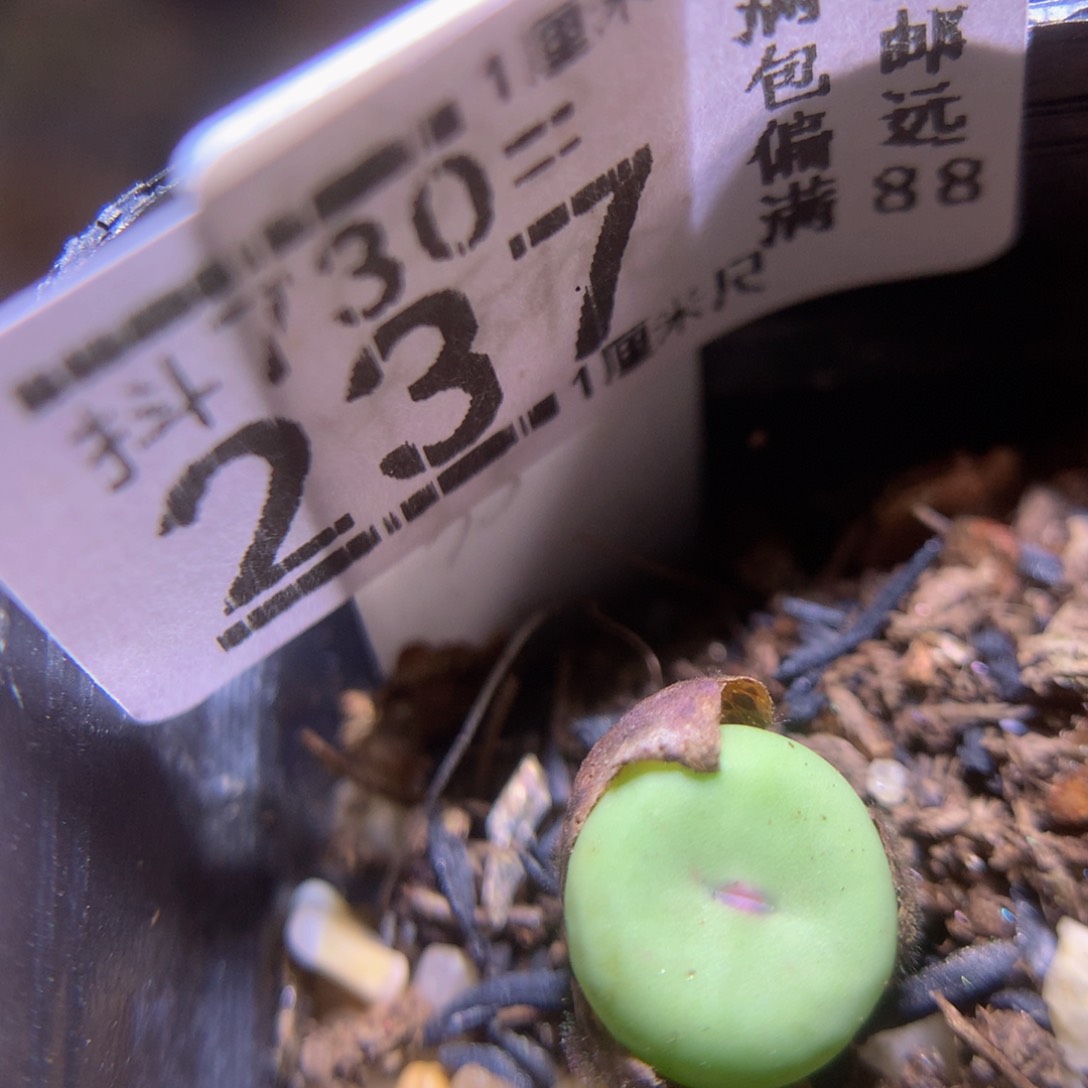 精品生石花730.237