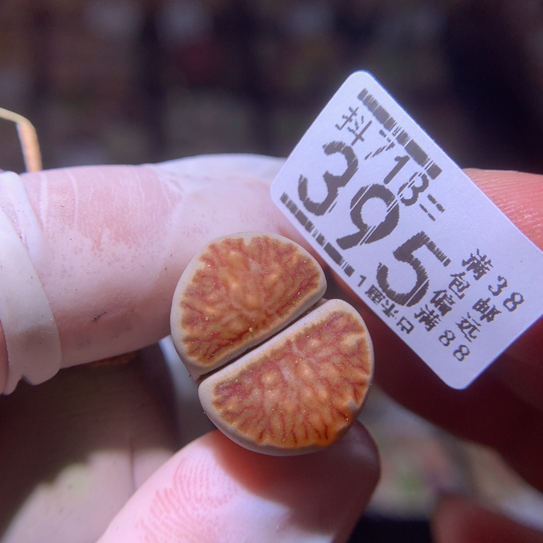 精品生石花718.395