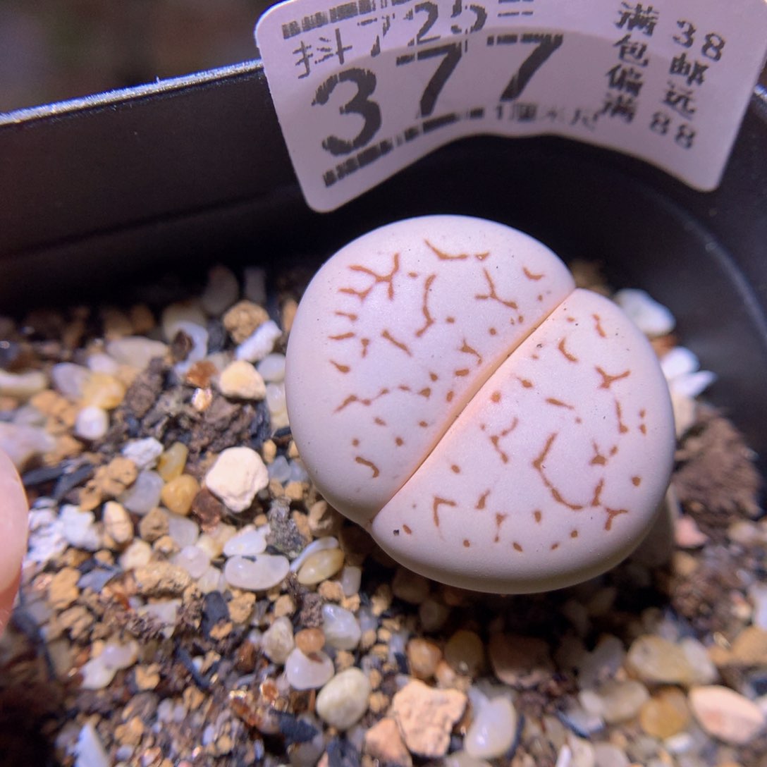 精品生石花725.377