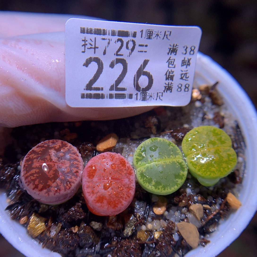 精品生石花729.226