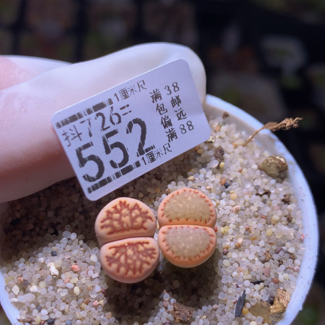 精品生石花726.552